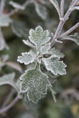 Первый мороз