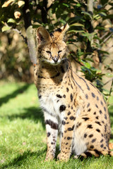 serval (Leptailurus serval) 