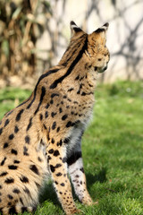 serval (Leptailurus serval) 