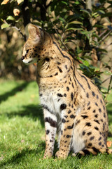 serval (Leptailurus serval) 