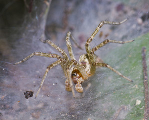 Spider on web and victim