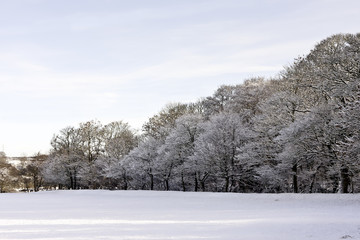Fern Bank Sunrise