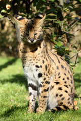 serval (Leptailurus serval) 