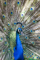 Fototapeta premium Peacock