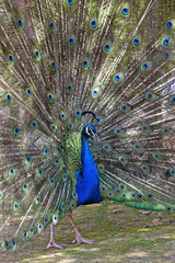 Fototapeta premium Peacock