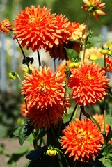 Sommer - Blütenpracht