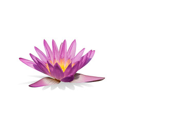 Pink water lily  isolated with clipping path