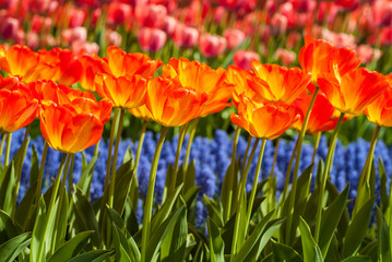 Fototapeta na wymiar Wiersze z kolorowych tulipanów i hiacyntów winogron na wiosnę