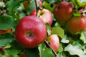 Red apples on a tree