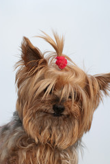Yorkie