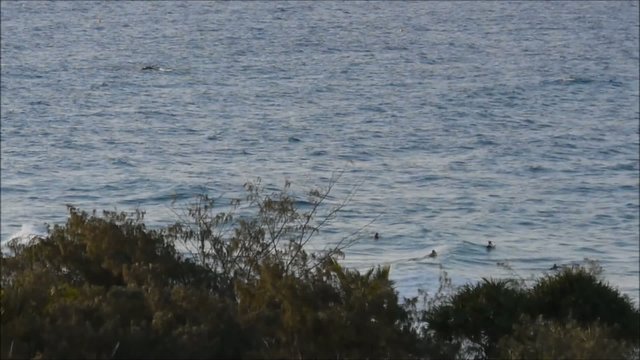 Buckelwale an der Gold Coast