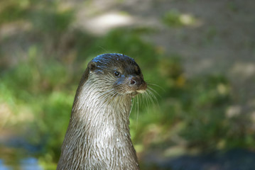 European otter