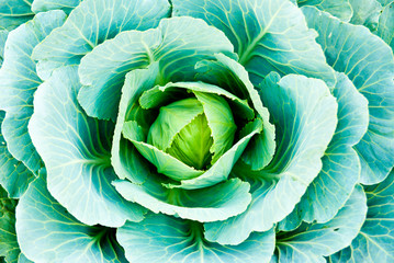 Obraz premium green cabbage