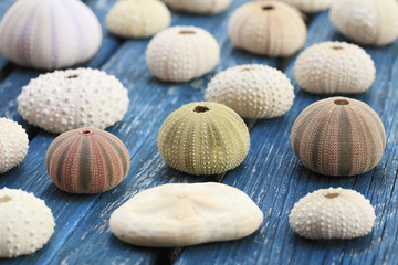 Seashells
