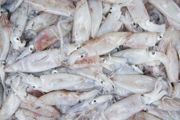 Fresh squid in the market