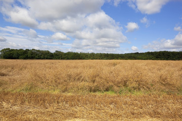 ripening canola field