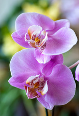 pink orchid (phalaenopsis)