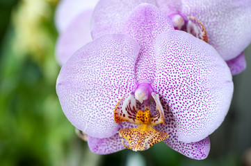 Beautiful purple orchid - phalaenopsis Manhetten