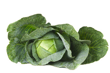 Fototapeta premium Cabbage isolated