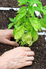 Basil Plant Being Cared for