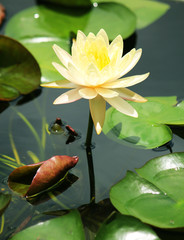 water-lily flowers