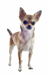 short hair chihuahua