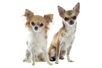 two chihuahuas