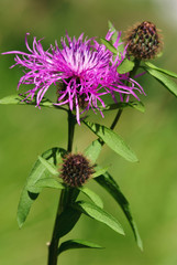 Violet thistle flower (Cirsium)