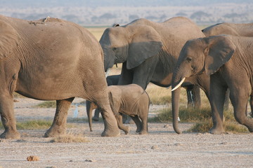 Elephants' family