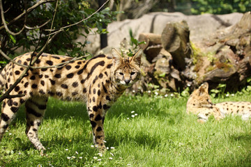 serval (Leptailurus serval) 