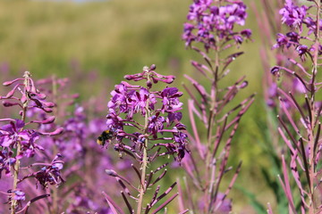 Épilobe à feuilles étroites