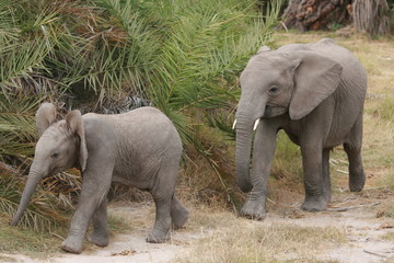 Baby Elephants