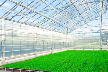 greenhouse interior