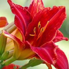 Red day-lily bud