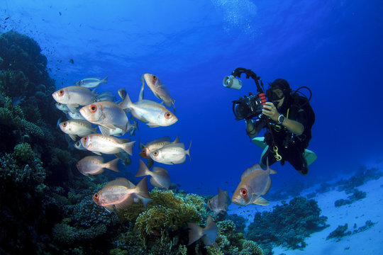 Scuba Diver takes a photo of tropical fish on coral reef