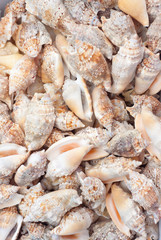 seashells