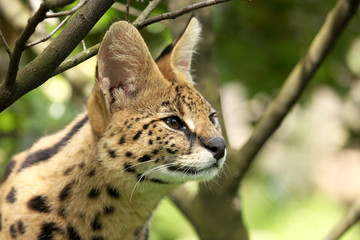 serval (Leptailurus serval) 