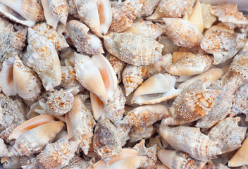 seashells