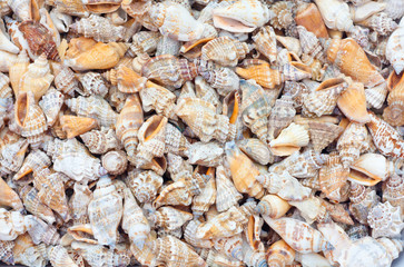 seashells