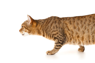 Portrait of a striped cat, isolated on white