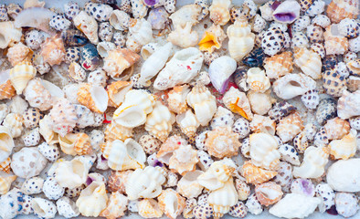 seashells