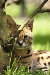 serval (Leptailurus serval) 