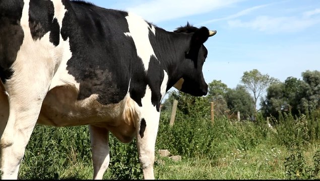 vache
