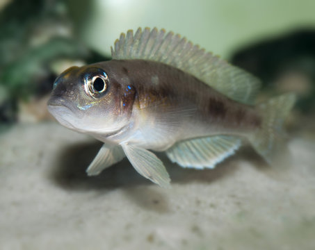 fish Lamprologus ocellatus