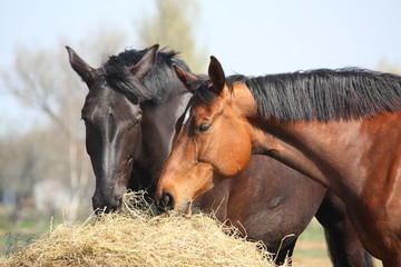 Obraz premium Dwa konie jedzą siano
