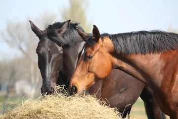 Gordijnen Twee paarden die hooi eten © virgonira