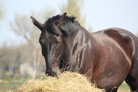 Black horse eating hay