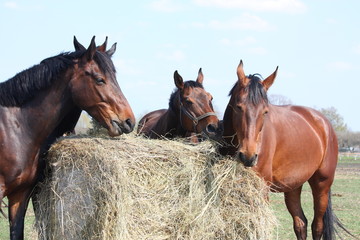Horse herd eating hay