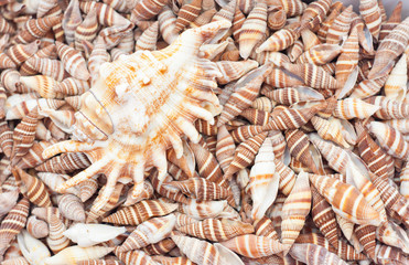 seashells