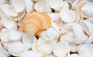 seashells